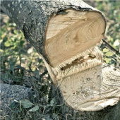 Husqvarna 530iP4 Batteridriven stångsåg Husqvarna 530iP4 Batteridriven stångsåg